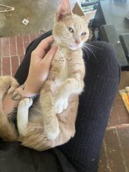 Lost Female Cat last seen S Asheboro St, W Brower Ave , Liberty, NC 27298