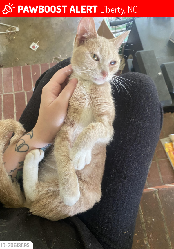 Lost Female Cat last seen S Asheboro St, W Brower Ave , Liberty, NC 27298