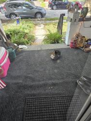 Found/Stray Unknown Cat last seen Oak Grove Avenue , Swissvale, PA 15218