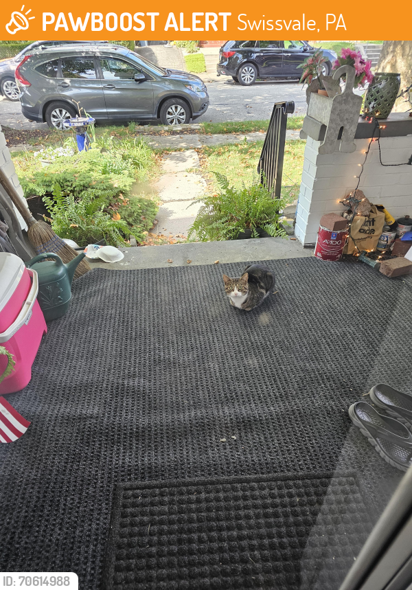 Found/Stray Unknown Cat last seen Oak Grove Avenue , Swissvale, PA 15218