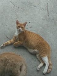 Lost Female Cat last seen Charlie rd Jacksonville FL 32218, Jacksonville, FL 32218