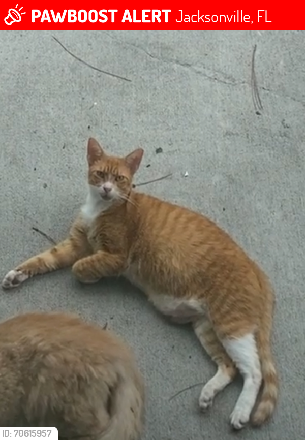 Lost Female Cat last seen Charlie rd Jacksonville FL 32218, Jacksonville, FL 32218