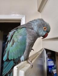 Lost Female Bird last seen Orangethorpe Ave and Euclid St, Fullerton, CA 92832