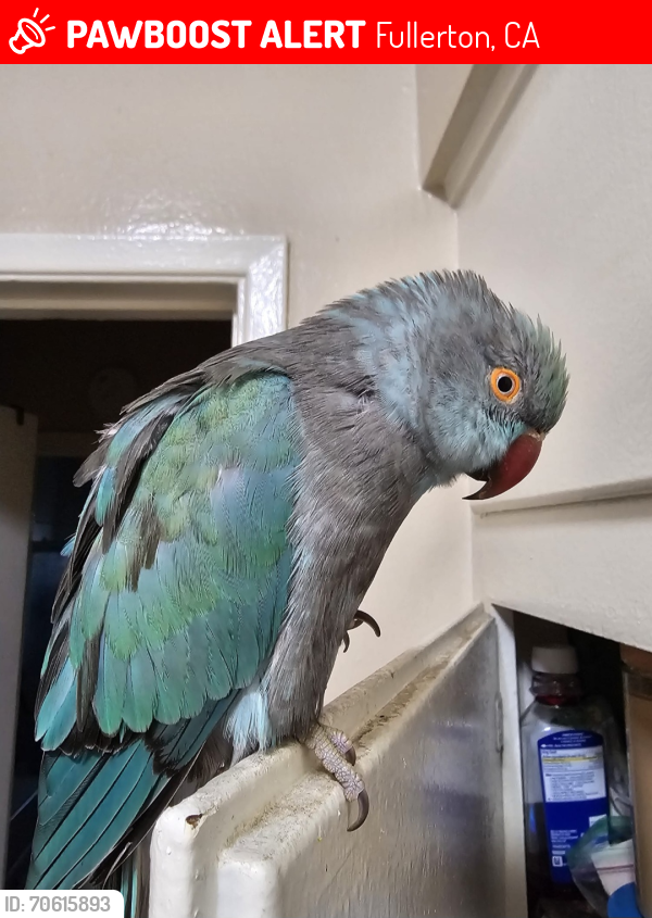 Lost Female Bird last seen Orangethorpe Ave and Euclid St, Fullerton, CA 92832