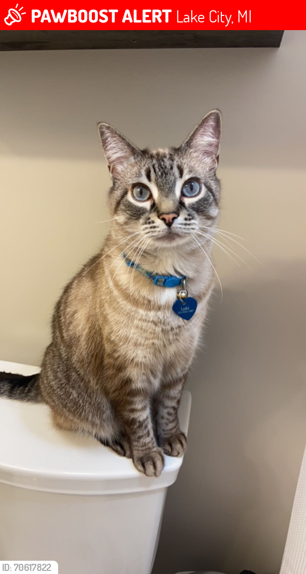 Lost Male Cat last seen Near North McGee Road, between Houghton Lake Road (M-55) and Sanborn Road., Lake City, MI 49651
