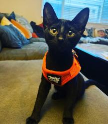 Lost Male Cat last seen Dawes & Hornblend, near McDonalds, 1050 Hornblend St., San Diego, CA 92109
