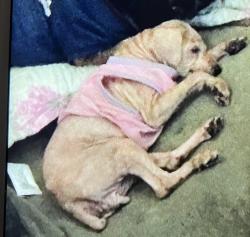 Lost Female Dog last seen Near st And Main st, Los Angeles, CA 90003