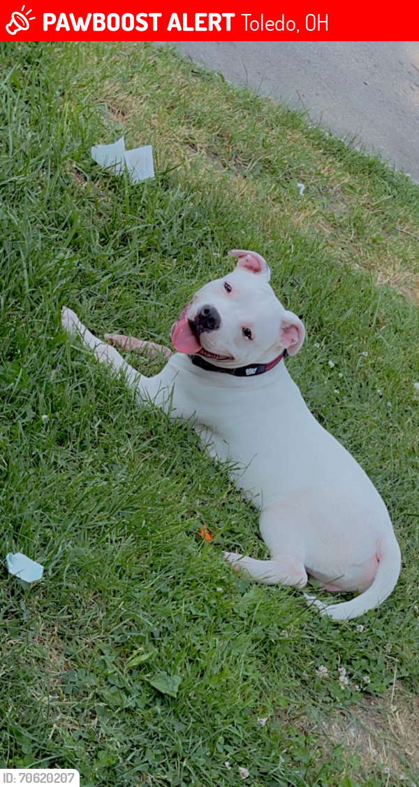 Lost Male Dog last seen Gribbin Ln, Toledo, OH 43612