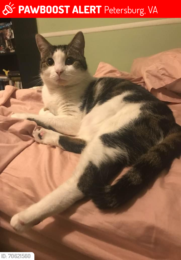 Lost Male Cat last seen Hickory Court & Linda Lane, Petersburg, VA 23803