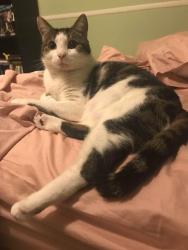 Lost Male Cat last seen Hickory Court & Linda Lane, Petersburg, VA 23803