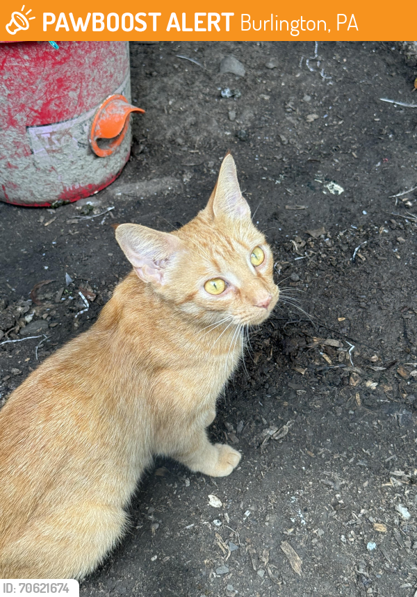 Found/Stray Female Cat last seen Route 6, Burlington, PA 18848