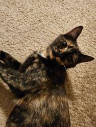 Lost Female Cat last seen The leasing office of apmt complex, Atlanta, GA 30329