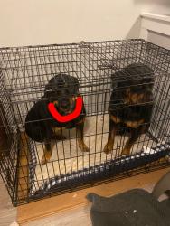 Reunited Unknown Dog last seen Aragona blvd , Jacksonville, NC 28540