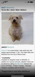 Reunited Male Dog last seen Myra Avenue and Holder Street, Buena Park, CA 90620