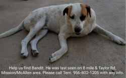 Lost Male Dog last seen Ware Rd and Bentsen Rd, Edinburg, TX 78541