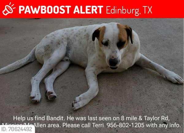 Lost Male Dog last seen Ware Rd and Bentsen Rd, Edinburg, TX 78541
