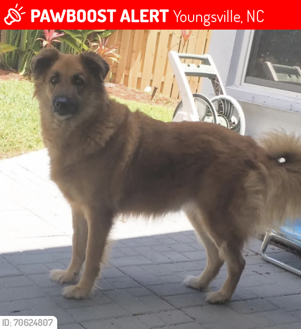 Lost Male Dog last seen Near Stillwood Dr, Youngsville, NC 27596