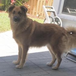 Lost Male Dog last seen Near Stillwood Dr, Youngsville, NC 27596