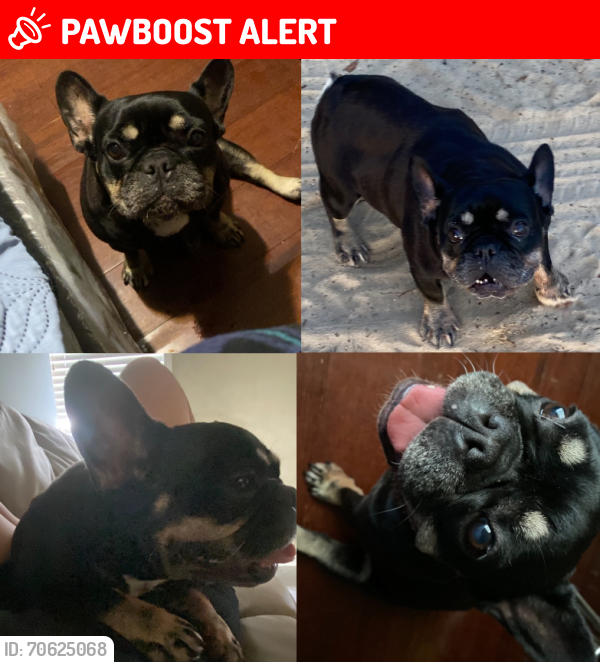 Lost Female Dog last seen okeechobee blvd , West Palm Beach, FL 33417