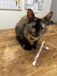 Reunited Female Cat last seen W. Bellfort and Briarbend, Houston, TX 77096