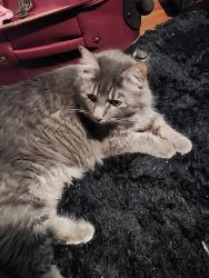 Lost Female Cat last seen Greenville Ave & Lyndon B Johnson Freeway, Dallas, TX 75243