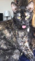 Lost Female Cat last seen Near El Rio Lane, Desert Hot Springs, CA 92240