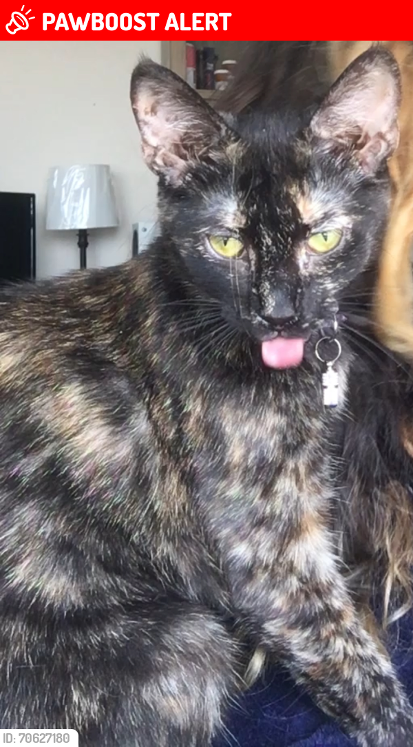 Lost Female Cat last seen Near El Rio Lane, Desert Hot Springs, CA 92240