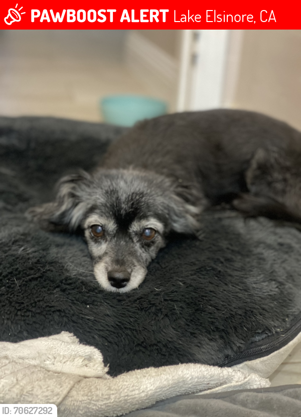Lost Female Dog last seen Corydon & Palomar, Lake Elsinore, CA 92530