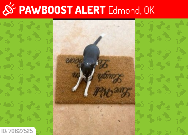 Lost Female Dog last seen 150th santa fe , Edmond, OK 73013