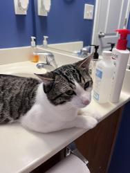 Reunited Male Cat last seen Merryweather Rd, Greensboro, NC 27407
