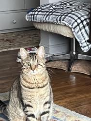 Lost Female Cat last seen Court St and Dort Hwy, Flint, MI 48503