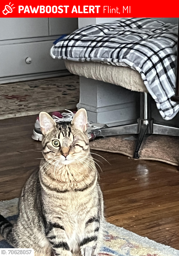 Lost Female Cat last seen Court St and Dort Hwy, Flint, MI 48503