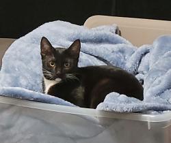 Reunited Female Cat last seen Maple and olive, hesperia. Ca, Hesperia, CA 92345