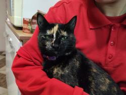 Lost Female Cat last seen Rua Antônio Donatti, Campo de Santana, PR 81490-342