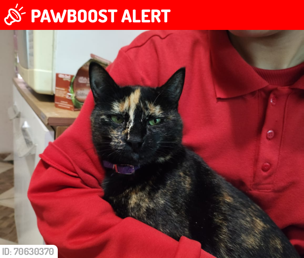 Lost Female Cat last seen Rua Antônio Donatti, Campo de Santana, PR 81490-342