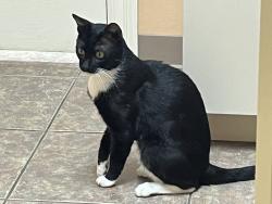 Reunited Male Cat last seen Baker/Inwood, Tomball, TX 77375