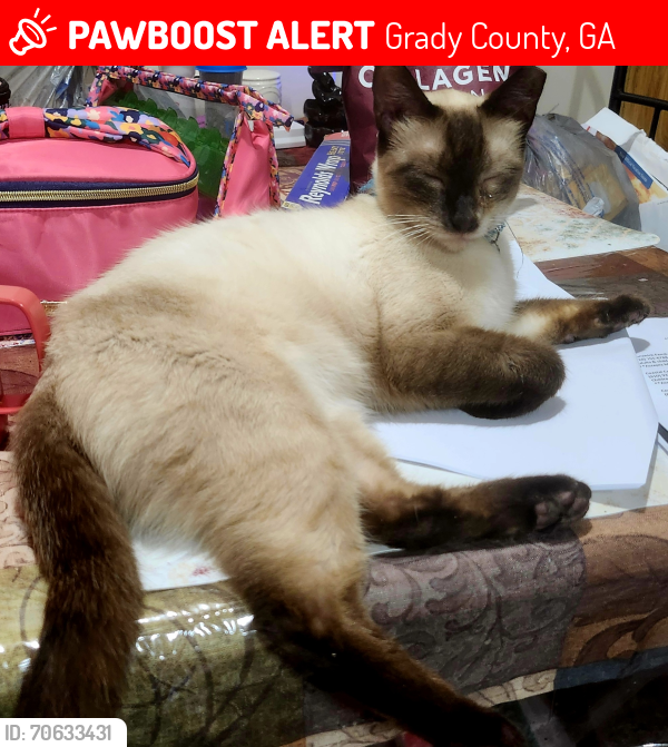 Lost Male Cat last seen Lacy Road / Collins Road Whigham , Grady County, GA 39897