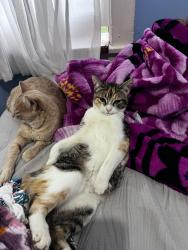 Lost Female Cat last seen Wilder Ranch  State Park, Santa Cruz, CA 95060
