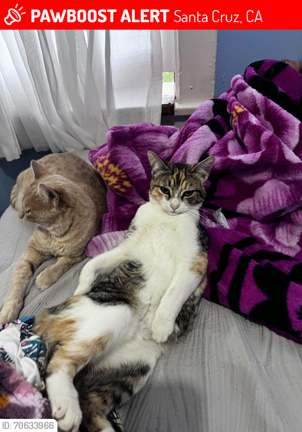Lost Female Cat last seen Wilder Ranch State Park, Santa Cruz, CA 95060