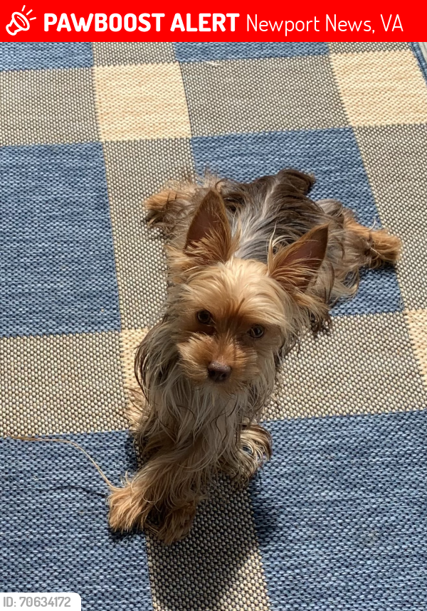 Lost Female Dog last seen Moyer Rd., Newport News, VA 23608