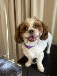 Lost Female Dog last seen Heather Dr. Opelousas La, Opelousas, LA 70570