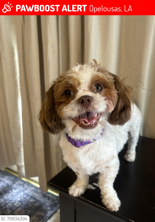 Lost Female Dog last seen Heather Dr. Opelousas La, Opelousas, LA 70570