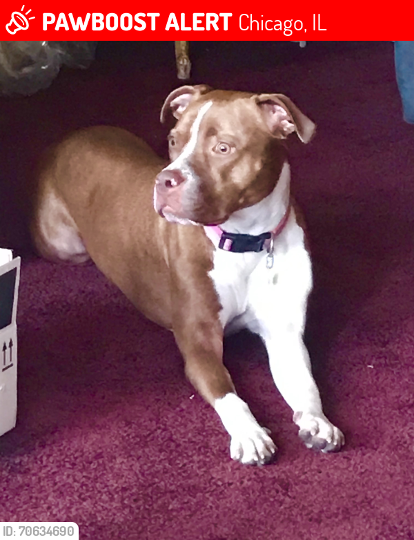 Lost Female Dog last seen 107th & Aberdeen, Chicago, IL 60643