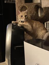 Lost Male Cat last seen Pomona Fairgrounds , Pomona, CA 91768