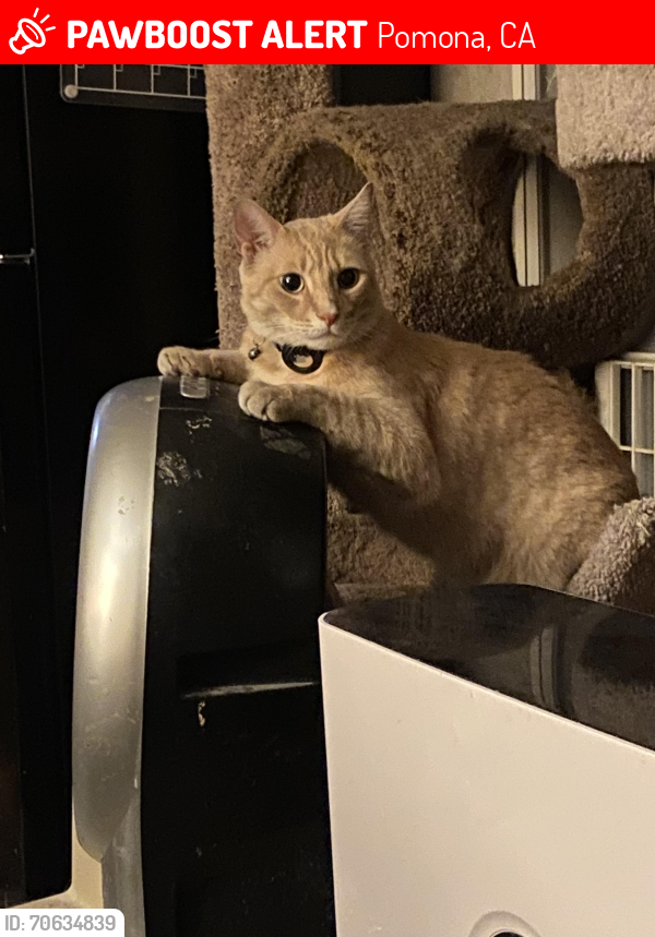 Lost Male Cat last seen Pomona Fairgrounds , Pomona, CA 91768