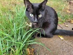 Lost Female Cat last seen 28th Avenue and 18th st, Greeley, CO 80634