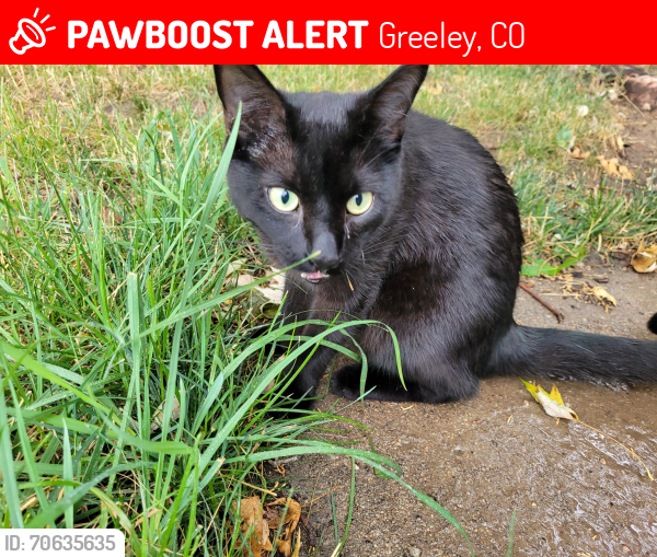 Lost Female Cat last seen 28th Avenue and 18th st, Greeley, CO 80634
