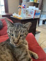 Lost Male Cat last seen Elise, Ruth, Metairie, LA 70003