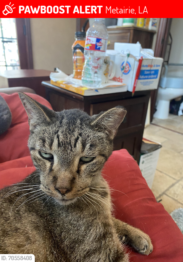 Lost Male Cat last seen Elise, Ruth, Metairie, LA 70003