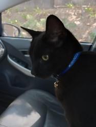 Lost Male Cat last seen Esquiline and Los ositos , Carmel Valley, CA 93924